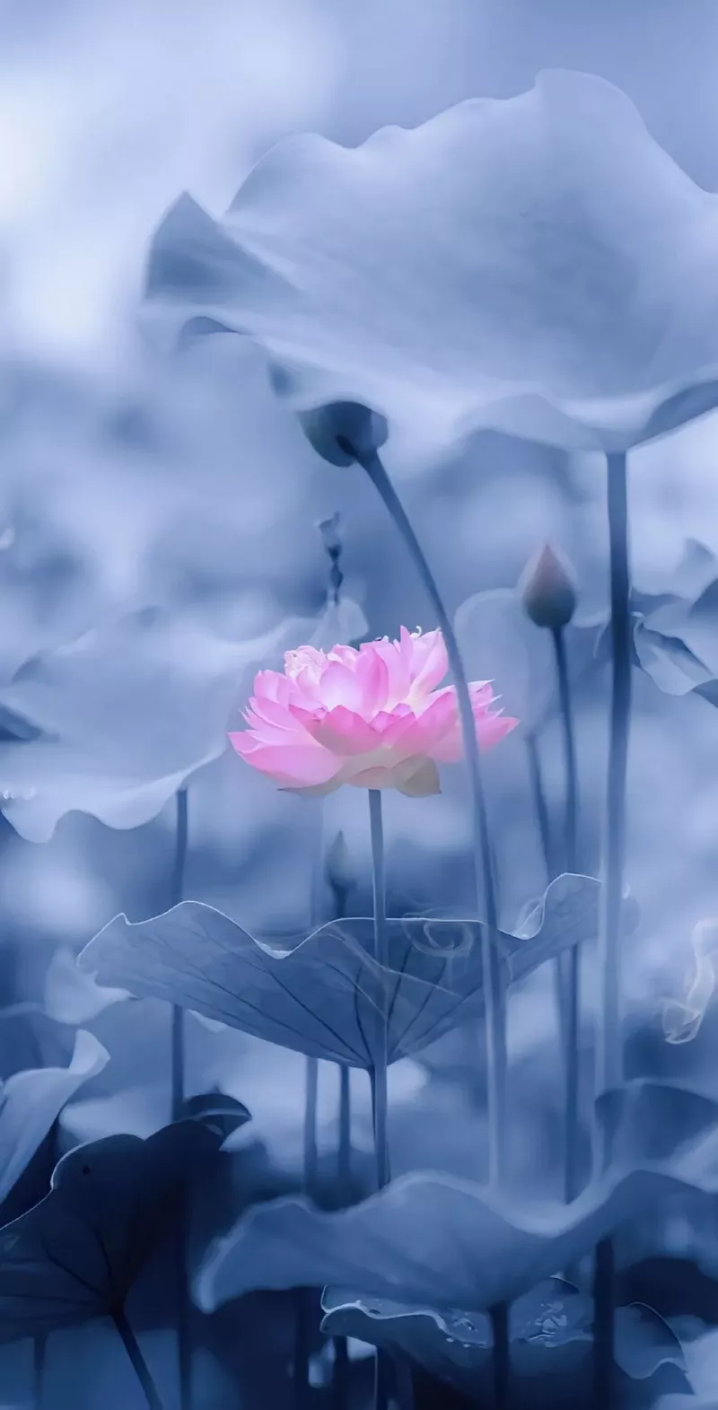 hình nền hoa sen 25