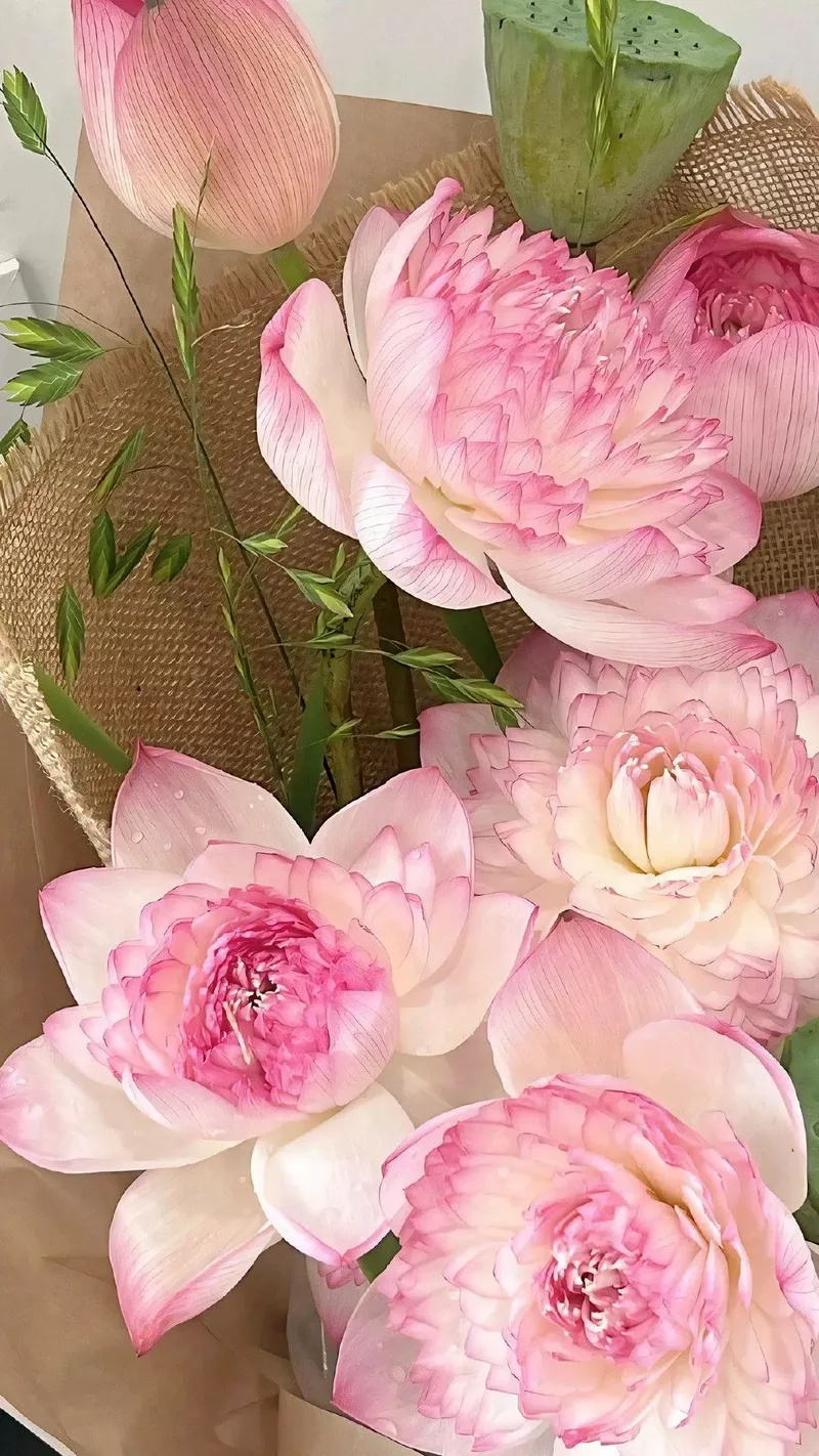 hình nền hoa sen 32