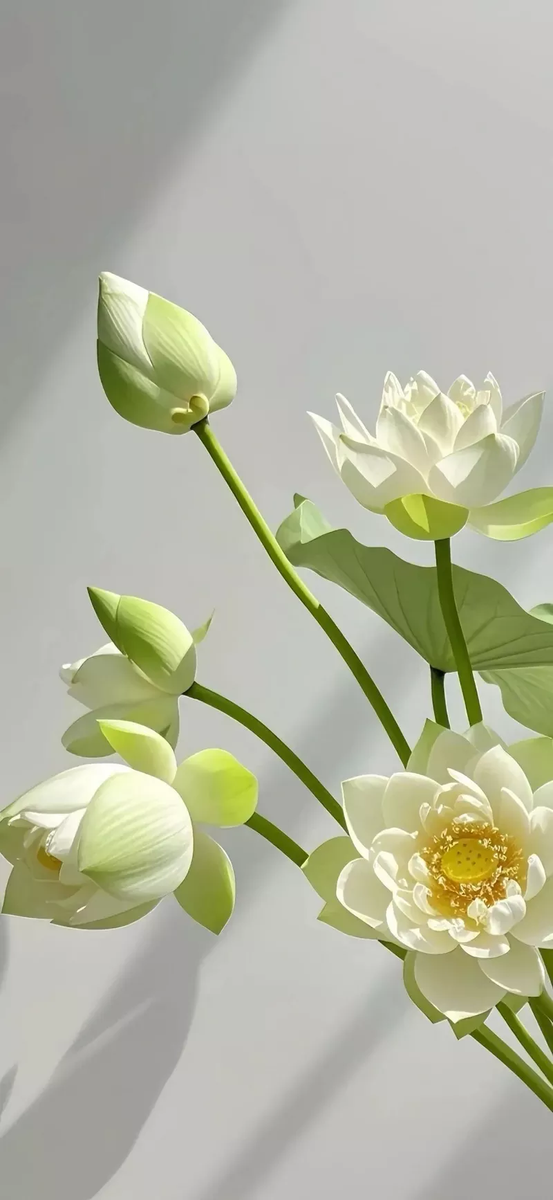 hình nền hoa sen 33