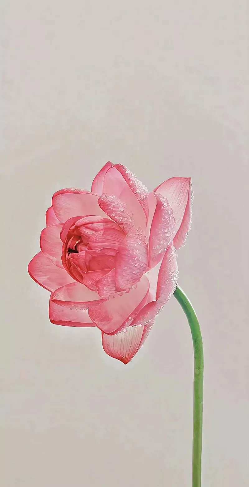 hình nền hoa sen 38