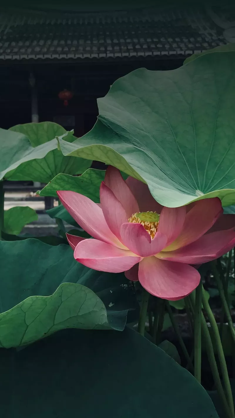 hình nền hoa sen 40