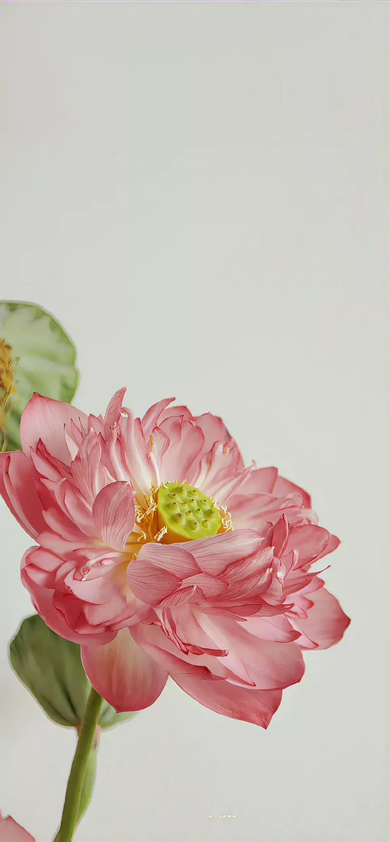 hình nền hoa sen 48