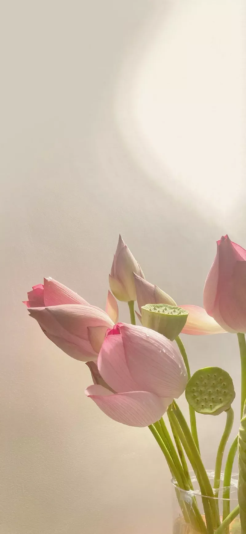 hình nền hoa sen 50