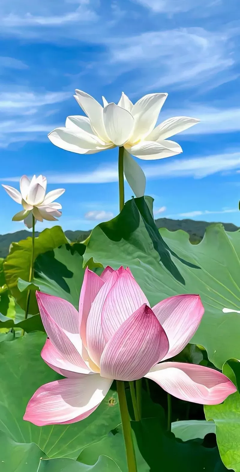 hình nền hoa sen 7