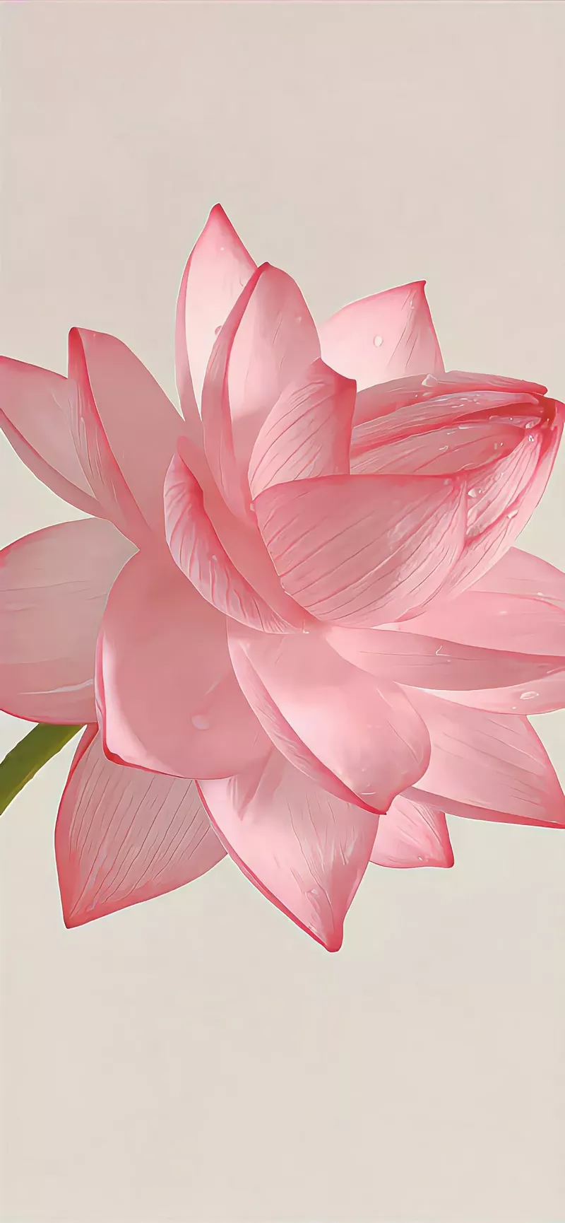 hình nền hoa sen 8