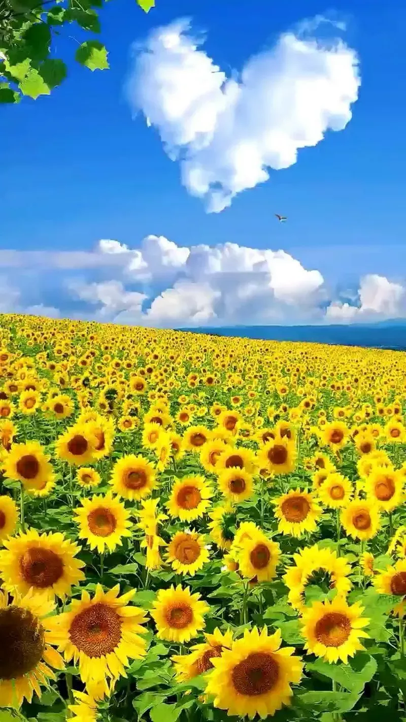 hình nền hoa hướng dương 18