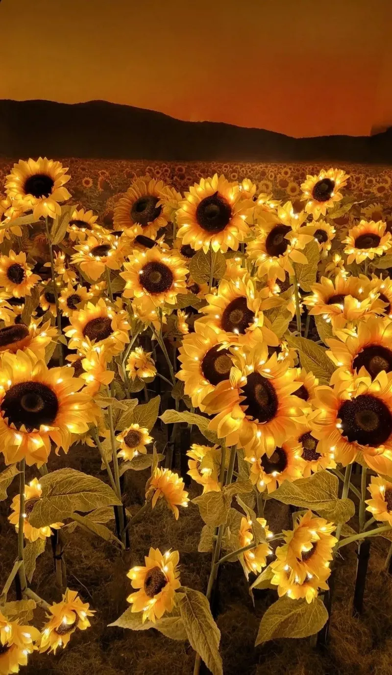 hình nền hoa hướng dương 21