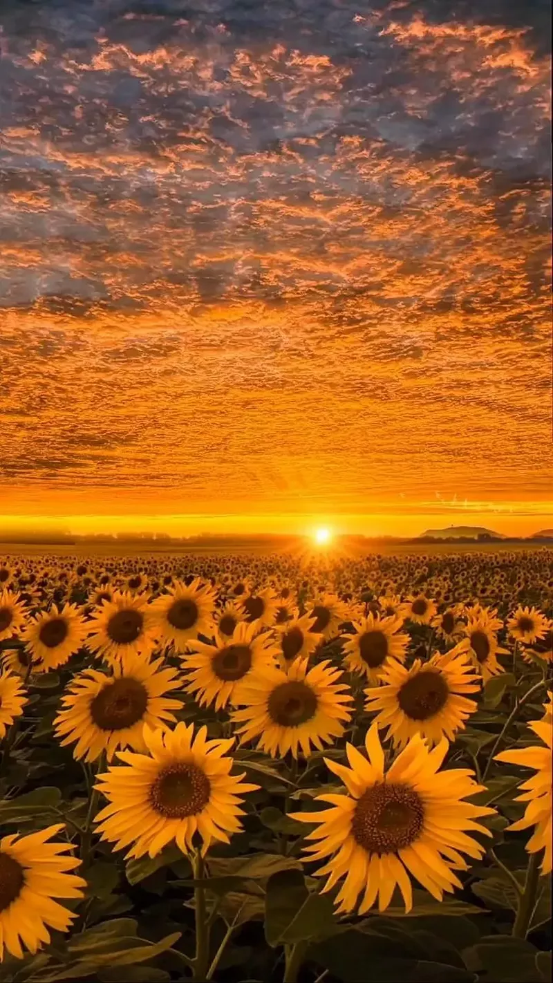 hình nền hoa hướng dương 23