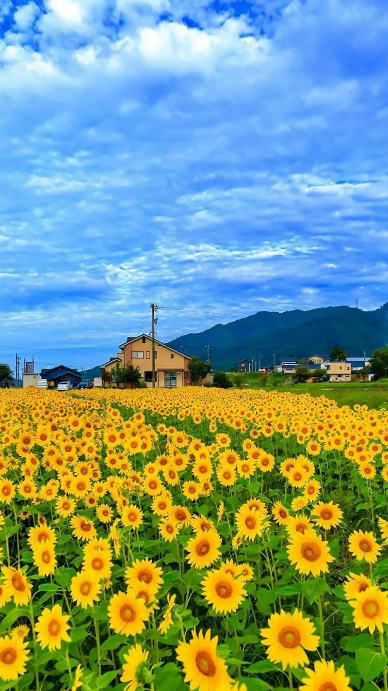 hình nền hoa hướng dương 24