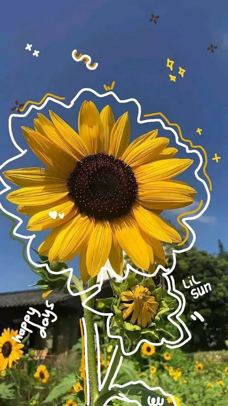 hình nền hoa hướng dương 28