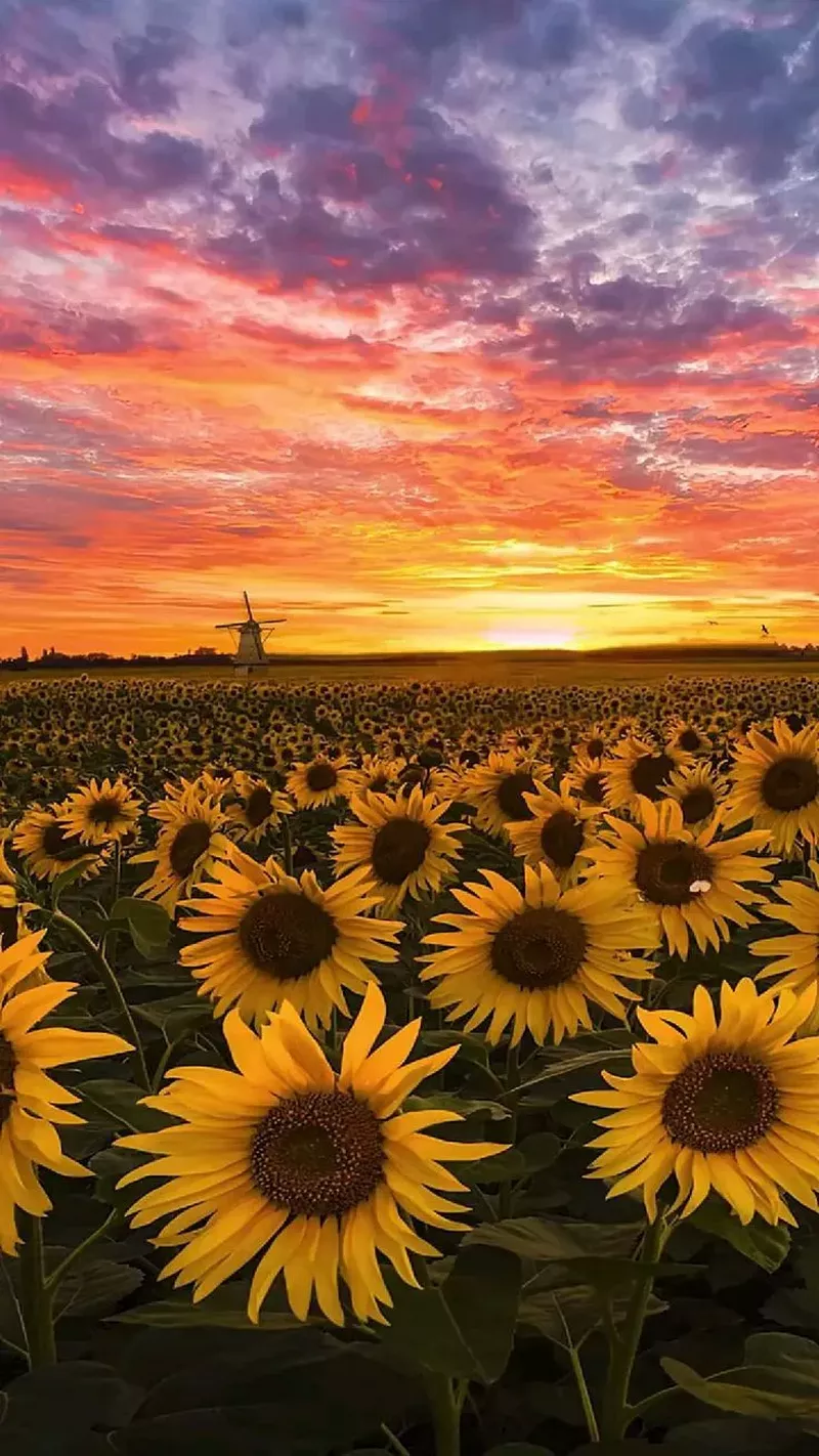 hình nền hoa hướng dương 31