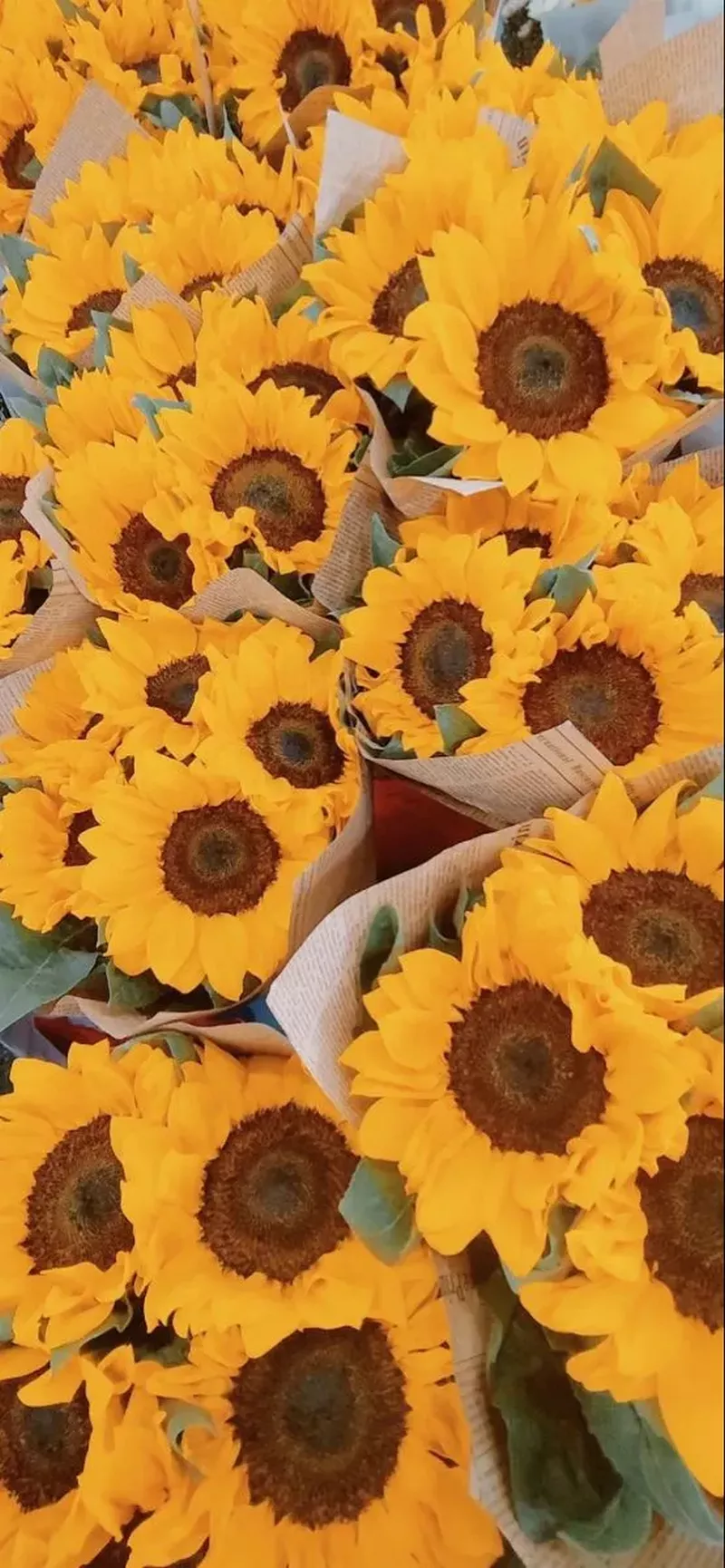 hình nền hoa hướng dương 35