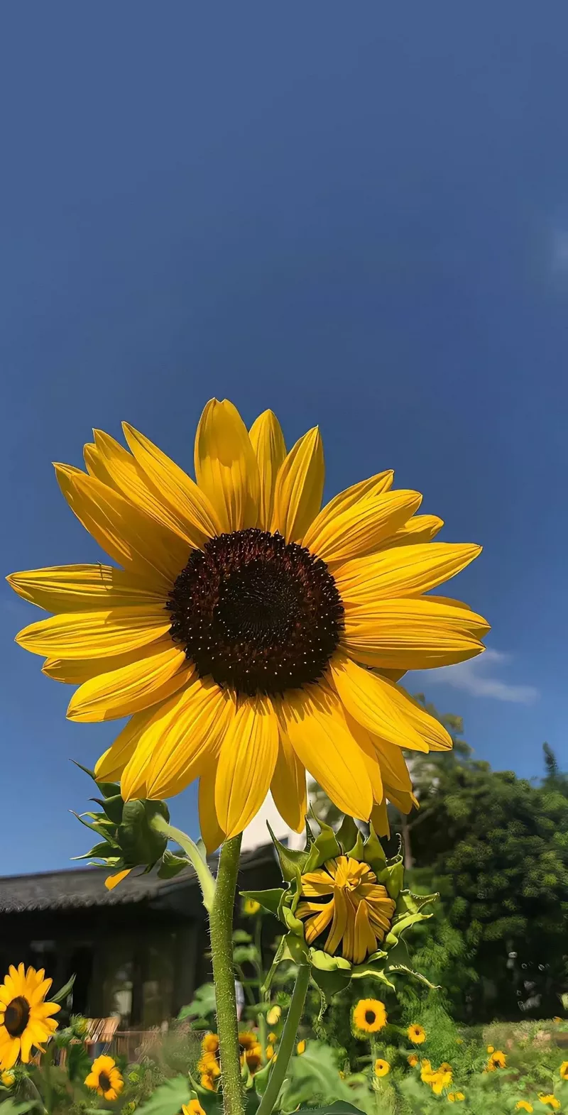 hình nền hoa hướng dương 39