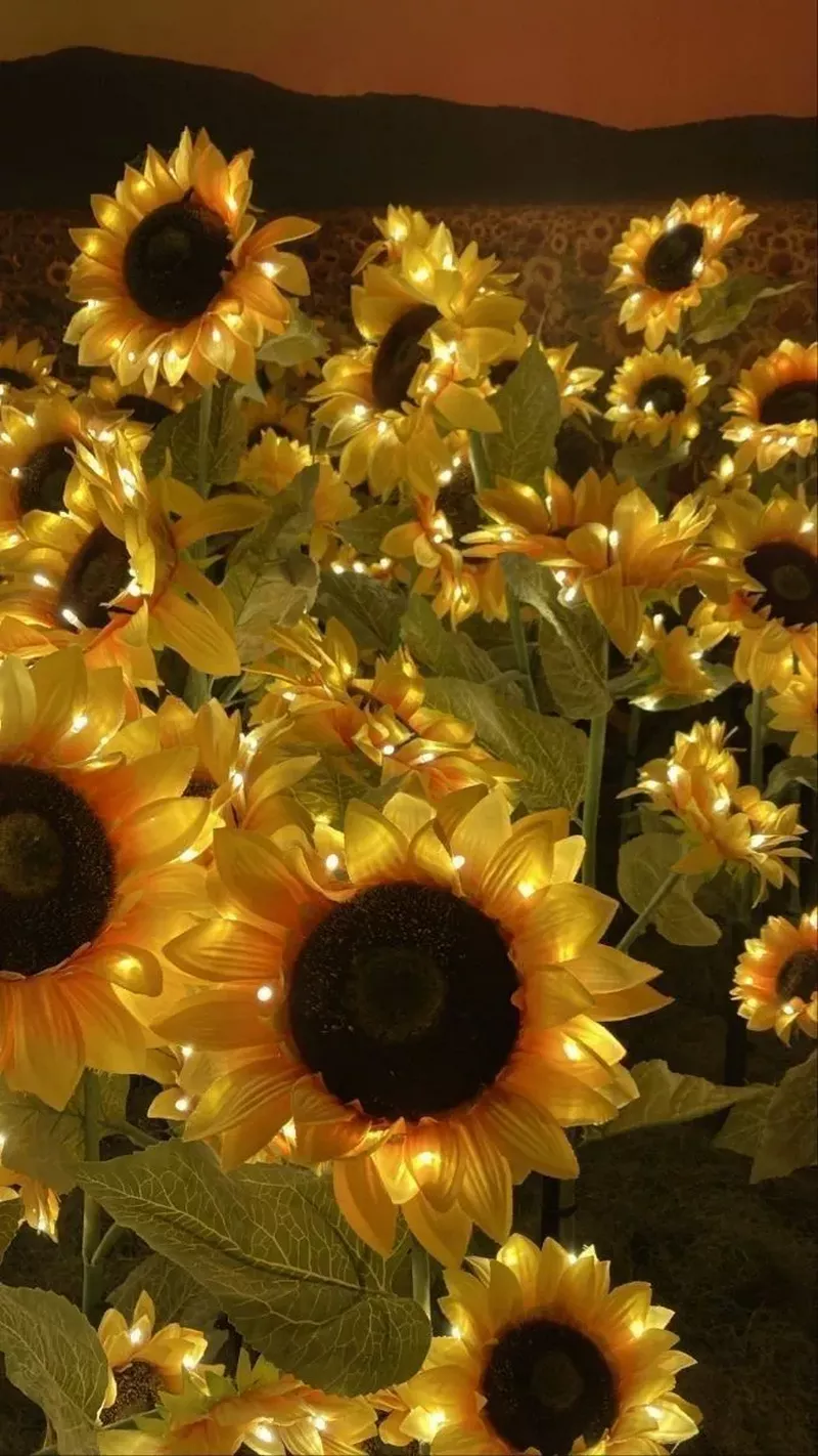 hình nền hoa hướng dương 41