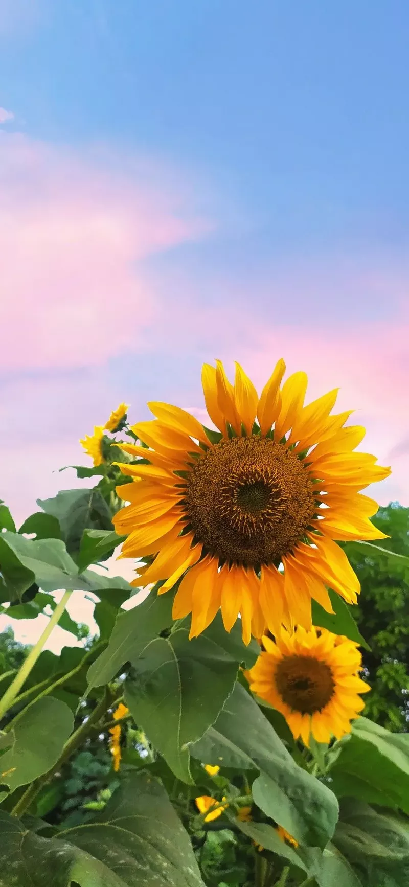 hình nền hoa hướng dương 43