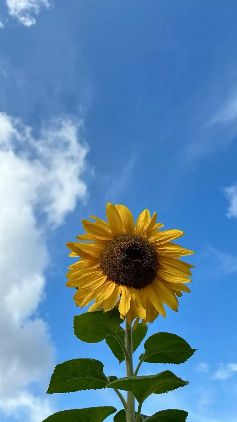 hình nền hoa hướng dương 7