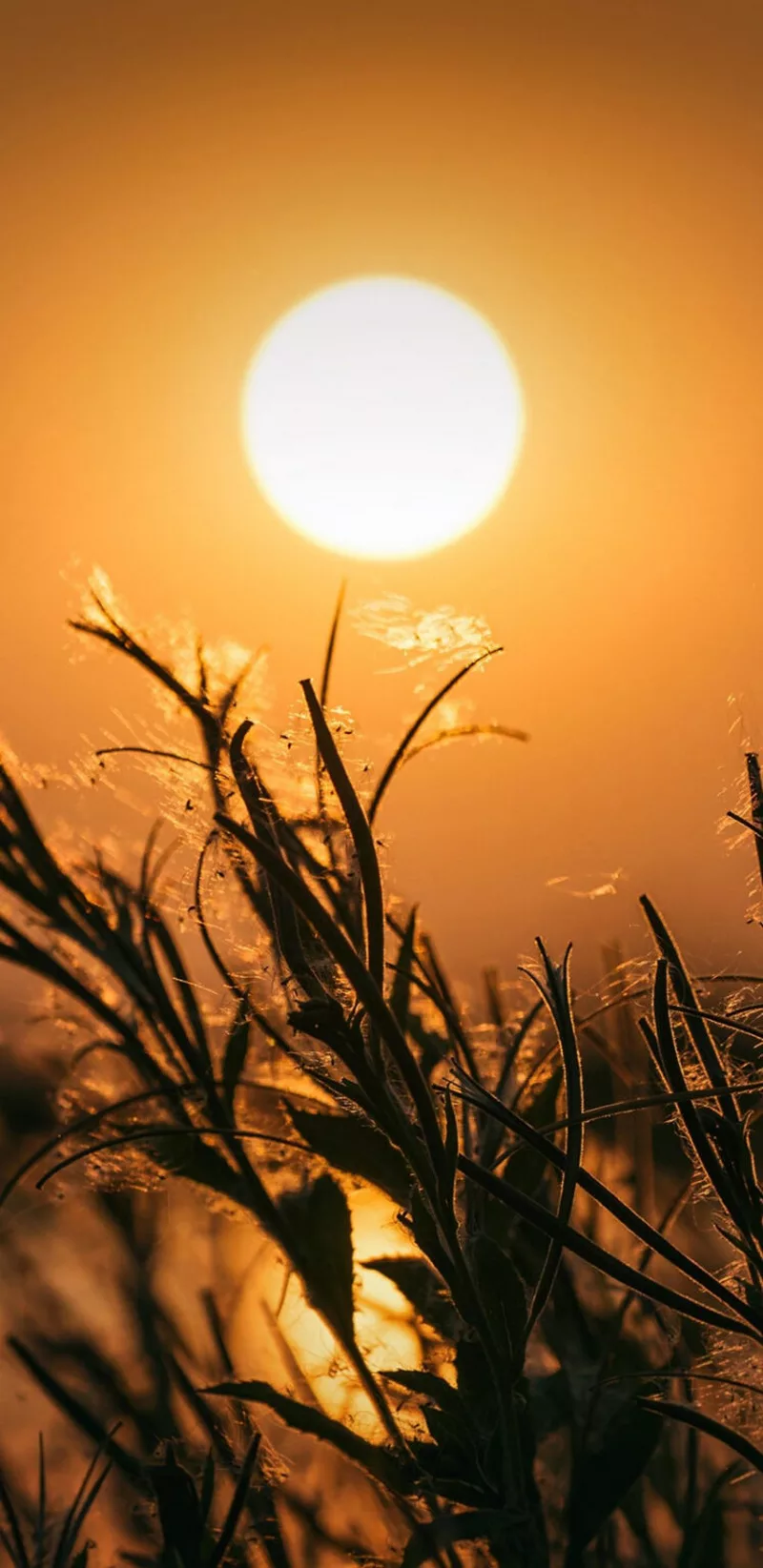 hình nền mệnh hỏa 15