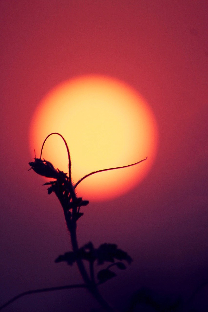 hình nền mệnh hỏa 16