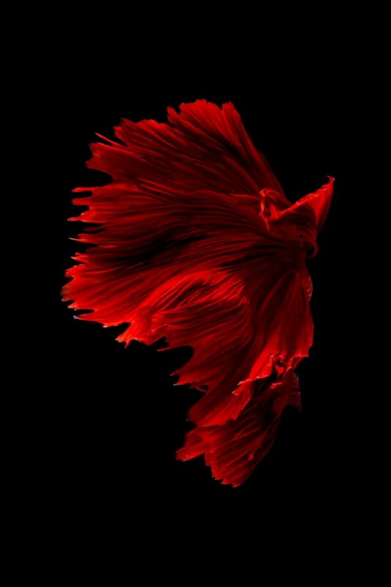 hình nền mệnh hỏa 30