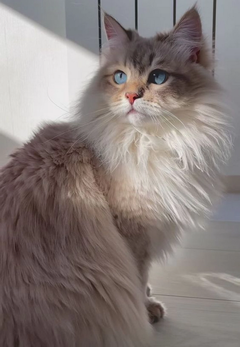hình ảnh mèo anh lông dài 1