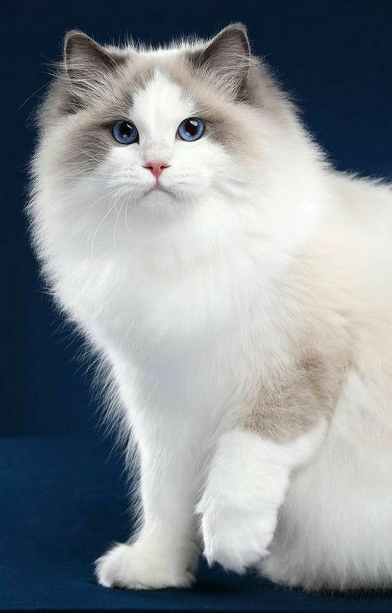 hình ảnh mèo anh lông dài 12