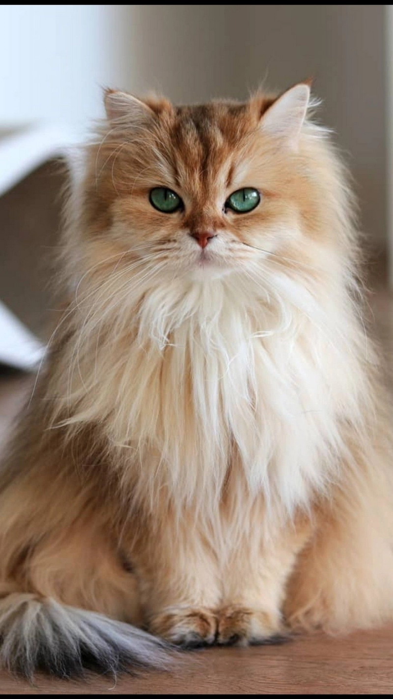 hình ảnh mèo anh lông dài 14