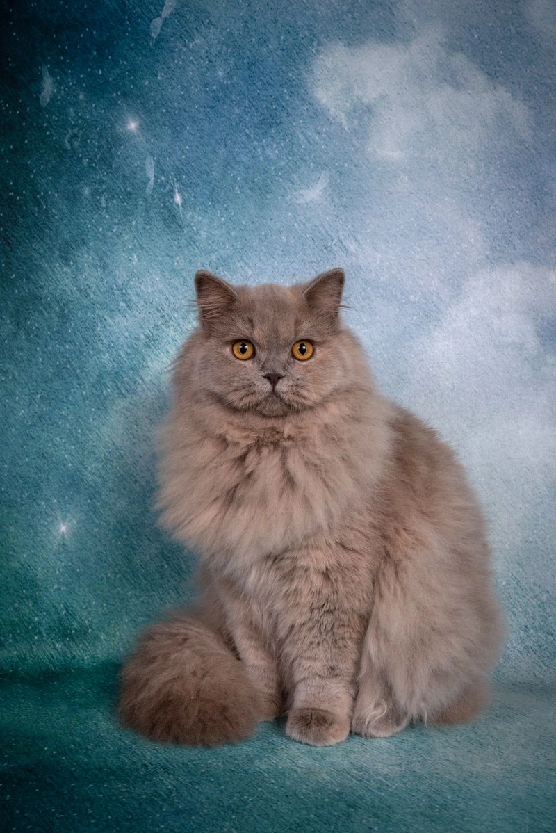 hình ảnh mèo anh lông dài 15