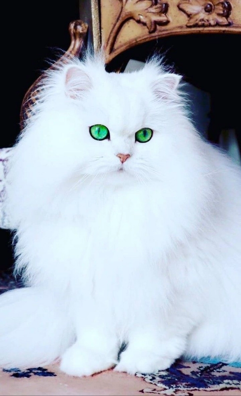 hình ảnh mèo anh lông dài 19
