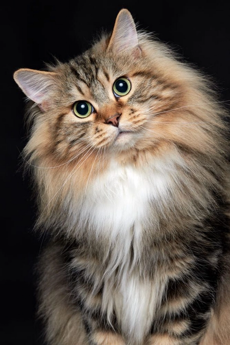 hình ảnh mèo anh lông dài 2