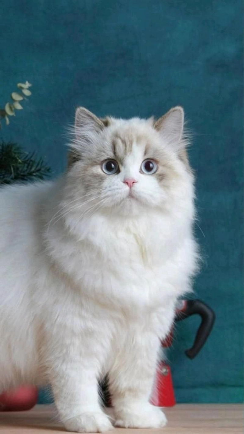 hình ảnh mèo anh lông dài 20