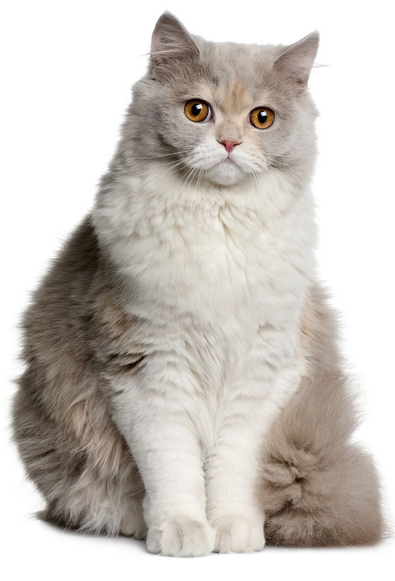 hình ảnh mèo anh lông dài 27