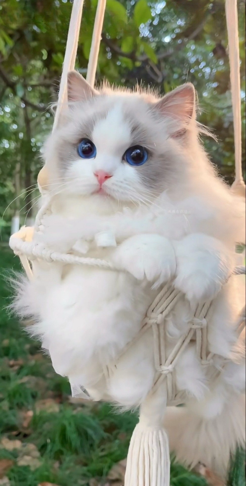 hình ảnh mèo anh lông dài 28