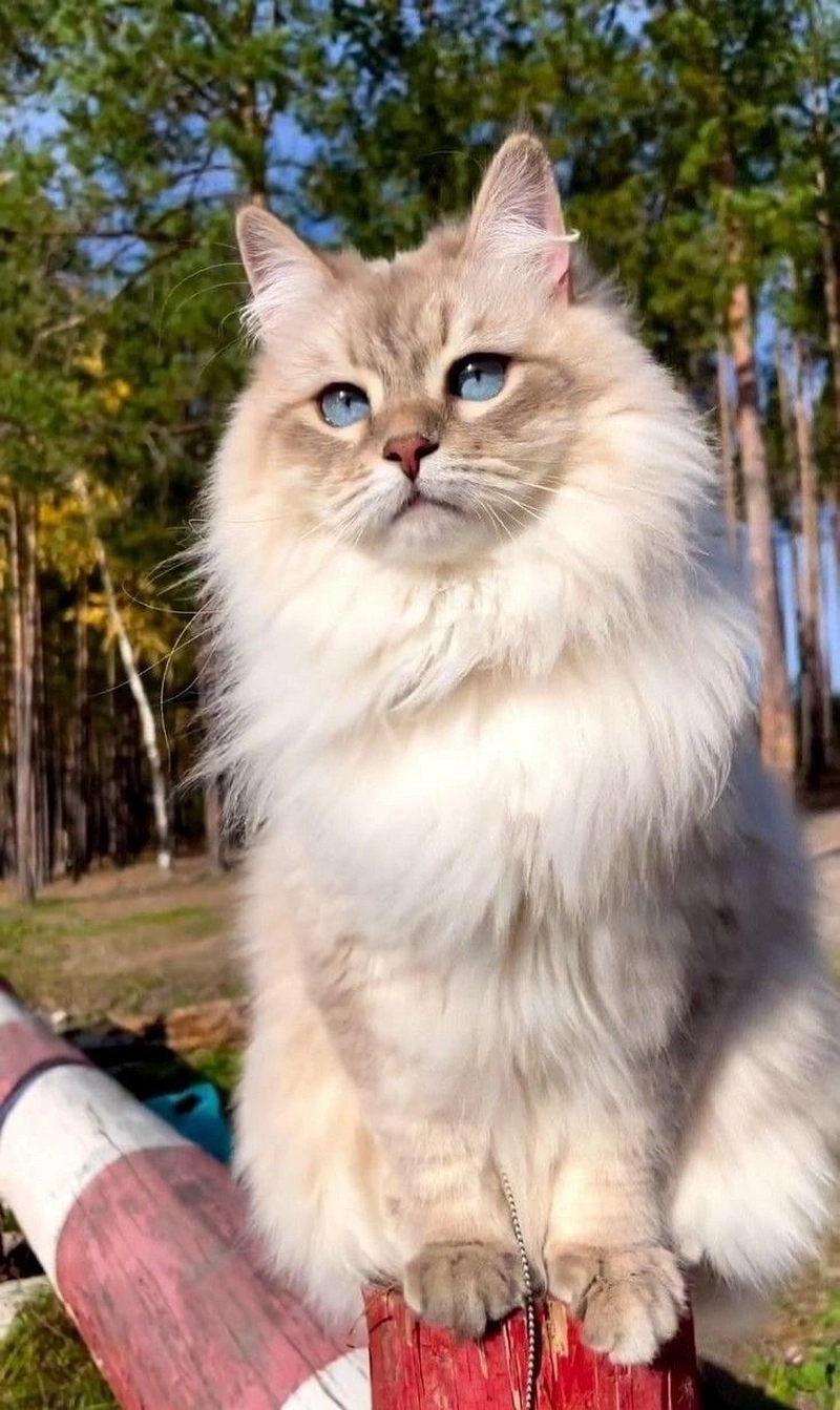 hình ảnh mèo anh lông dài 32