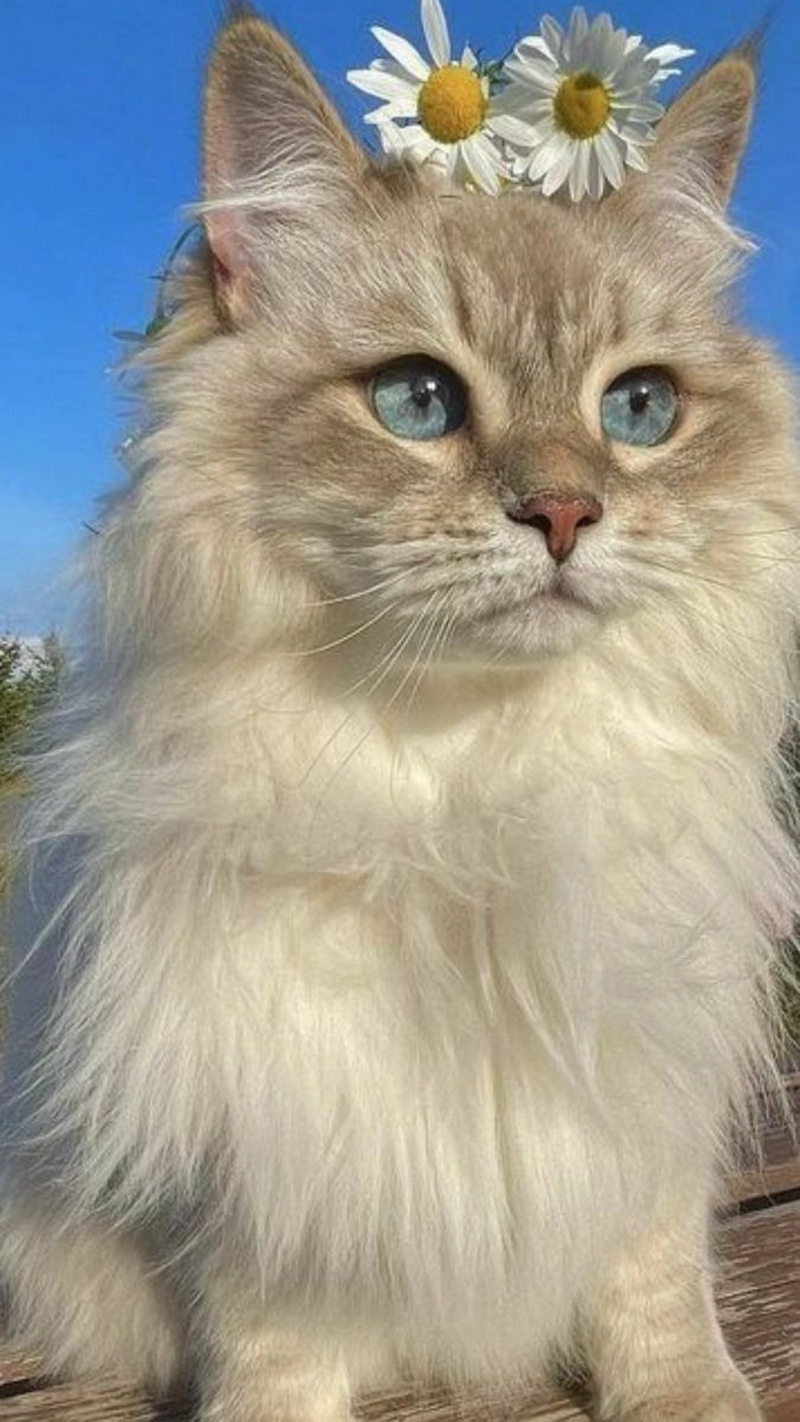 hình ảnh mèo anh lông dài 33