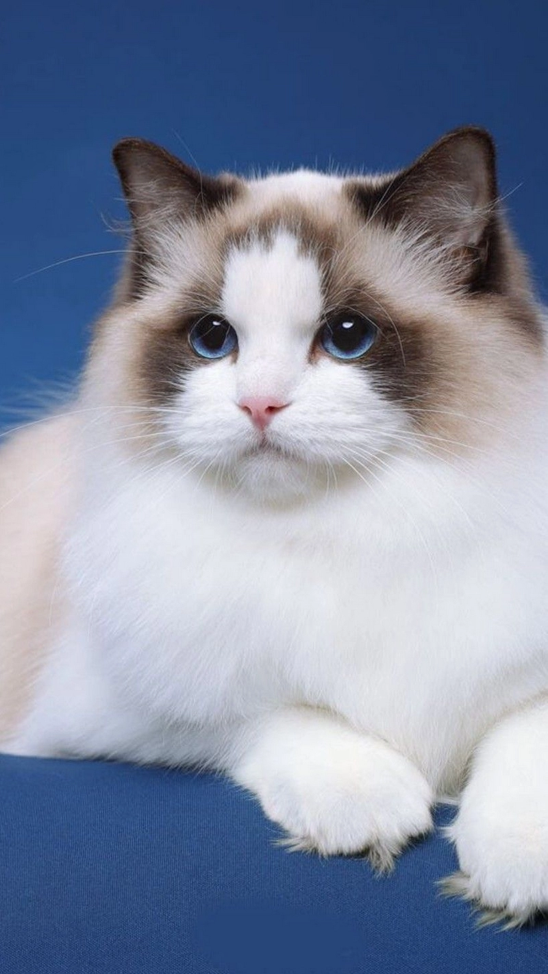 hình ảnh mèo anh lông dài 34