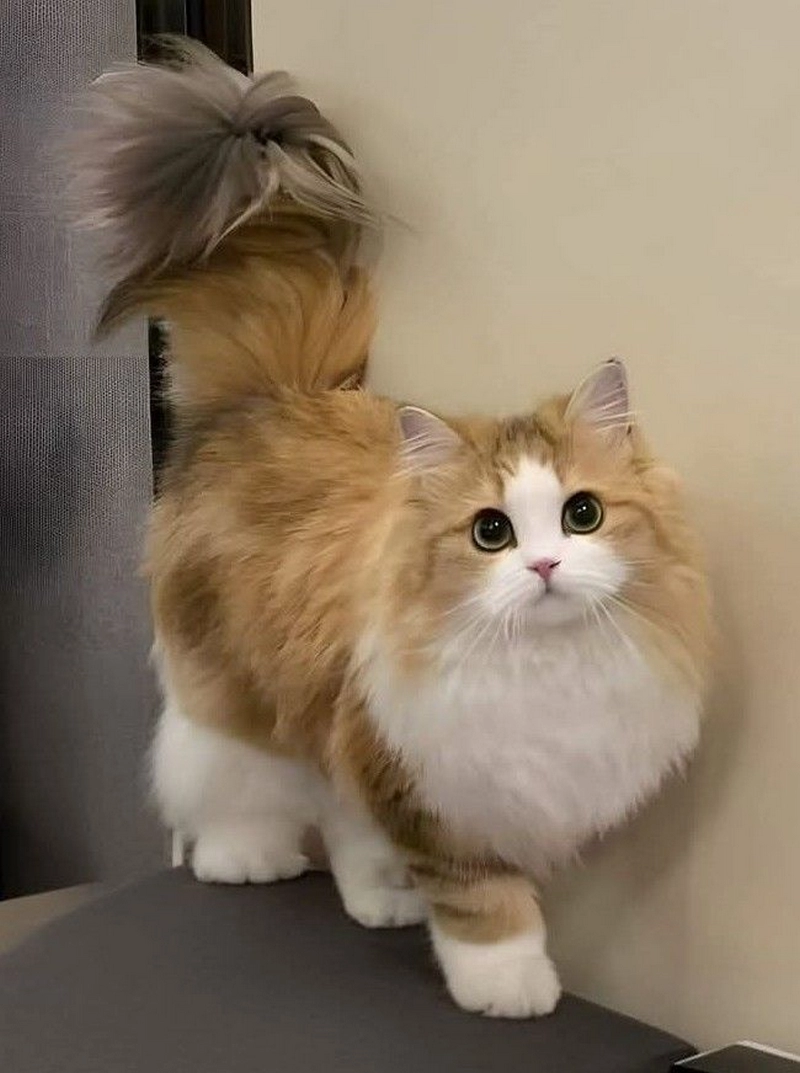 hình ảnh mèo anh lông dài 35