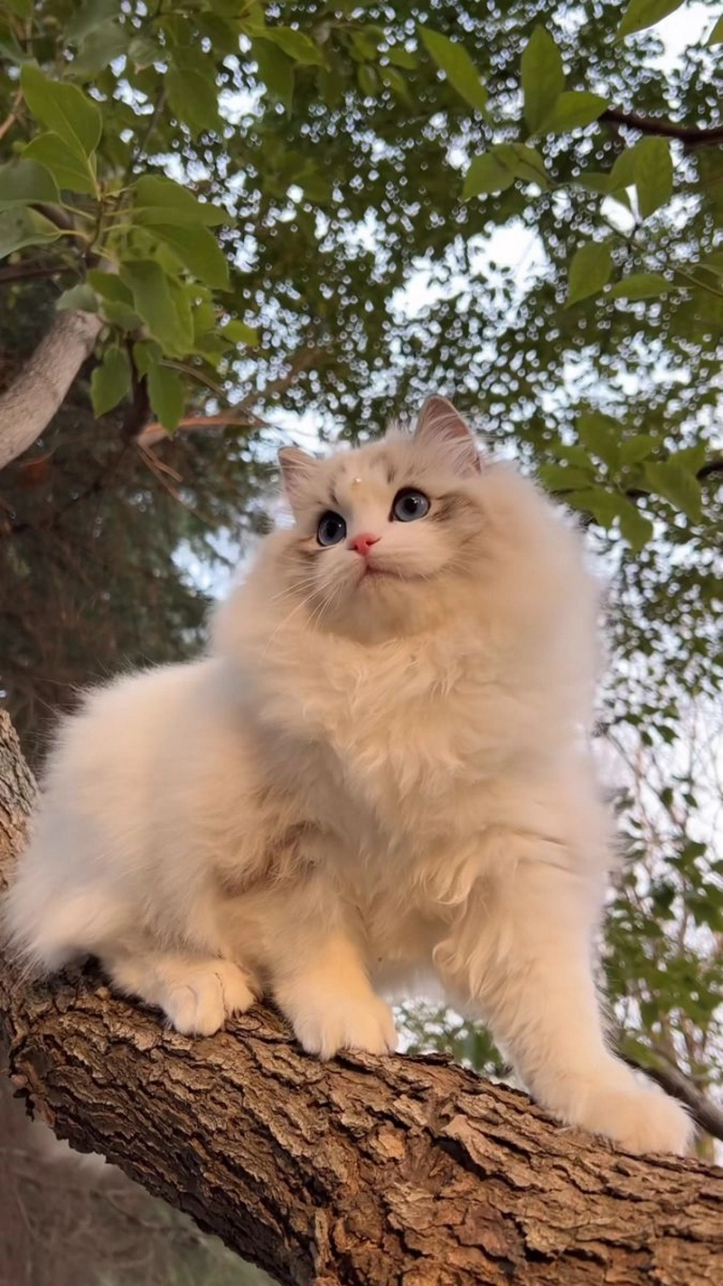 hình ảnh mèo anh lông dài 4