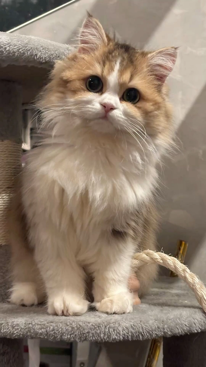 hình ảnh mèo anh lông dài 9