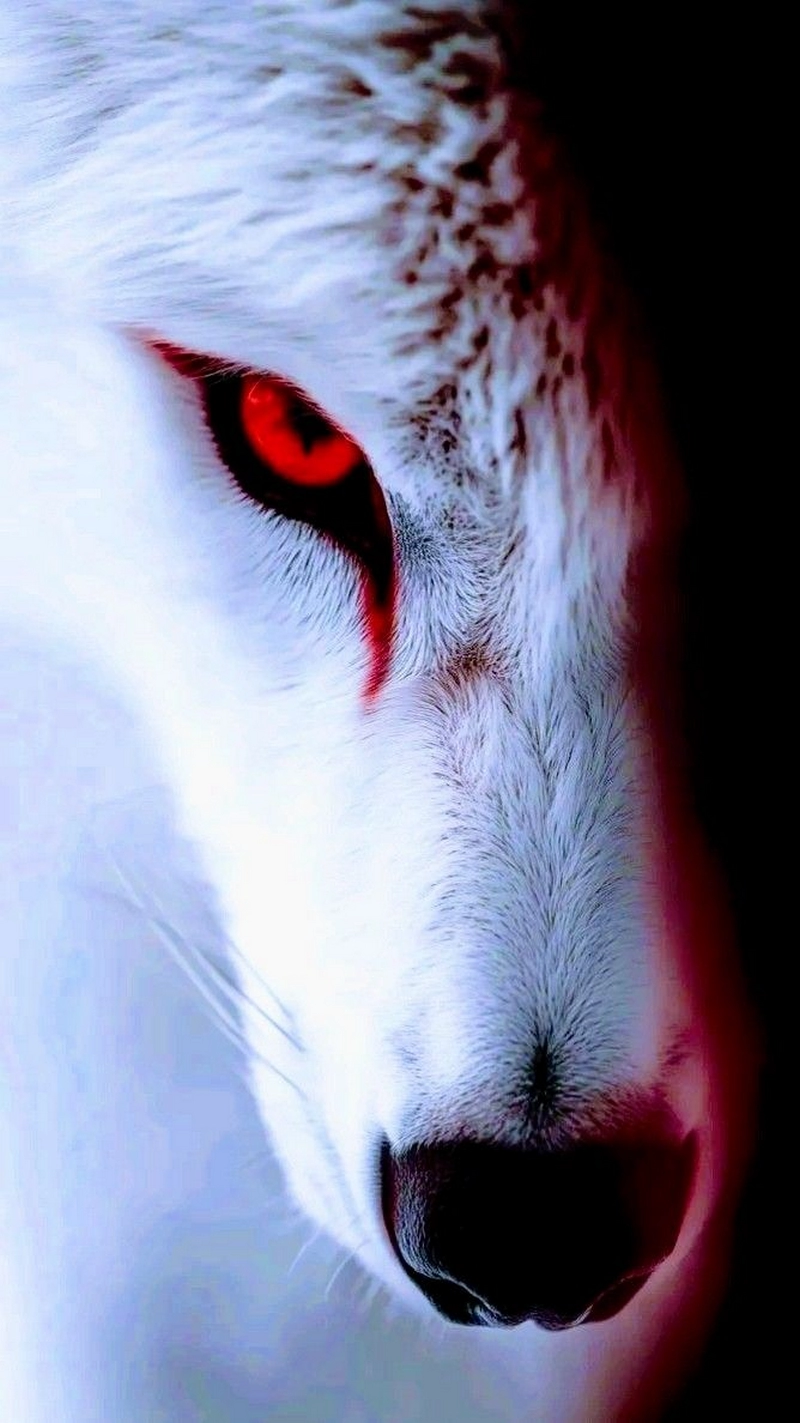 hình nền sói cô độc 27