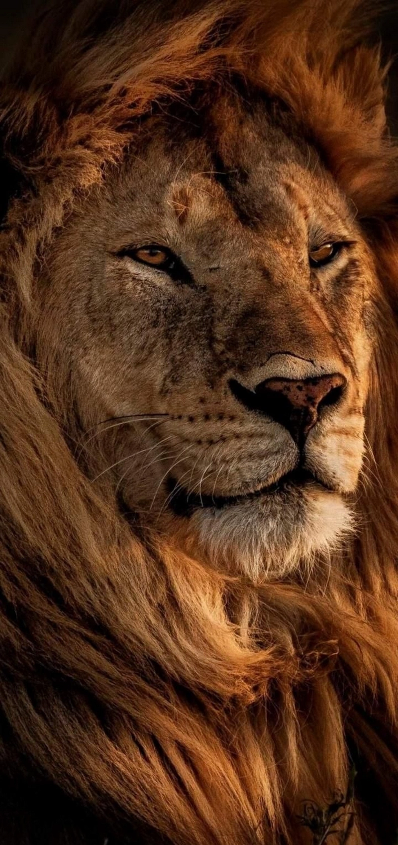 hình ảnh sư tử 33