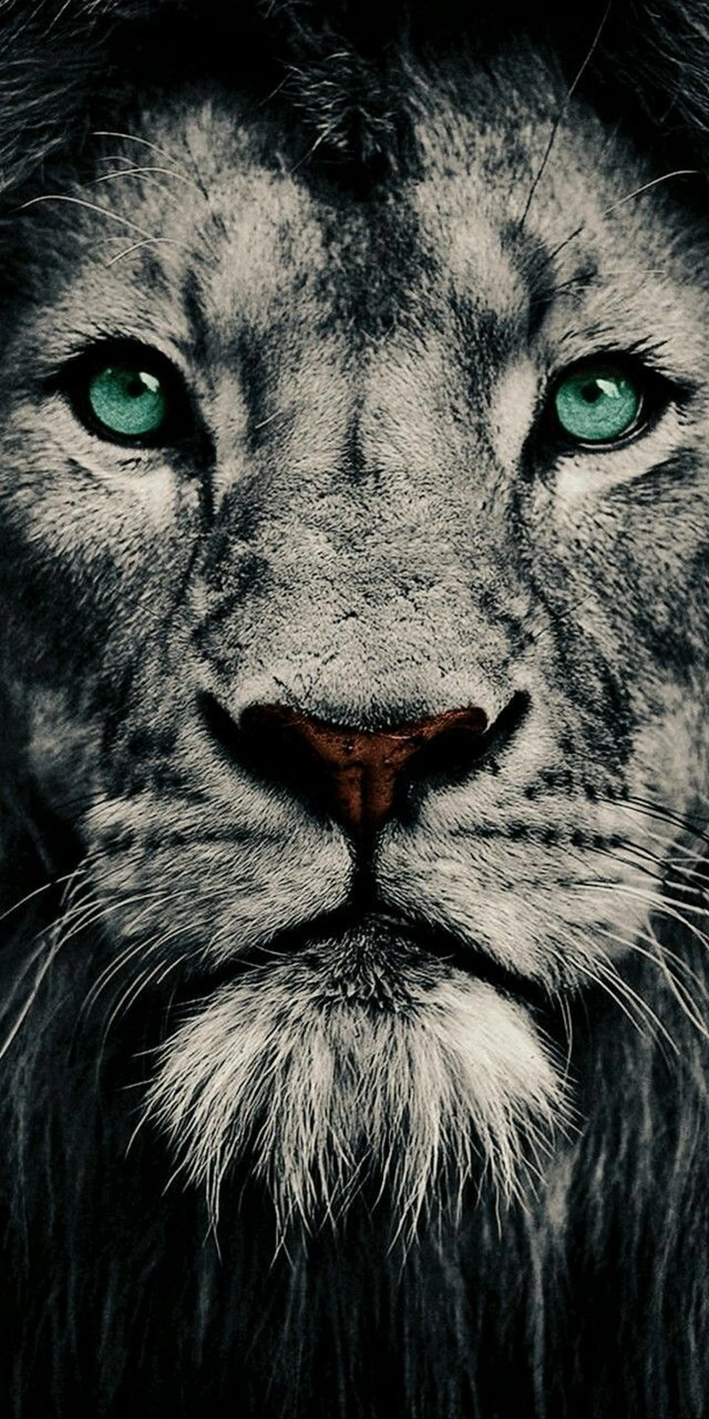 hình ảnh sư tử 44