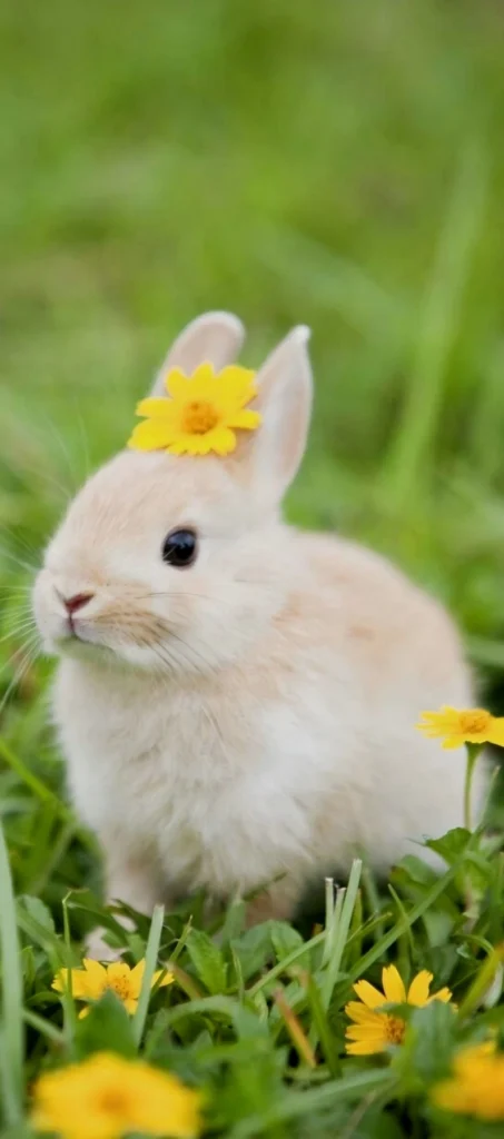 hình nền con thỏ 29