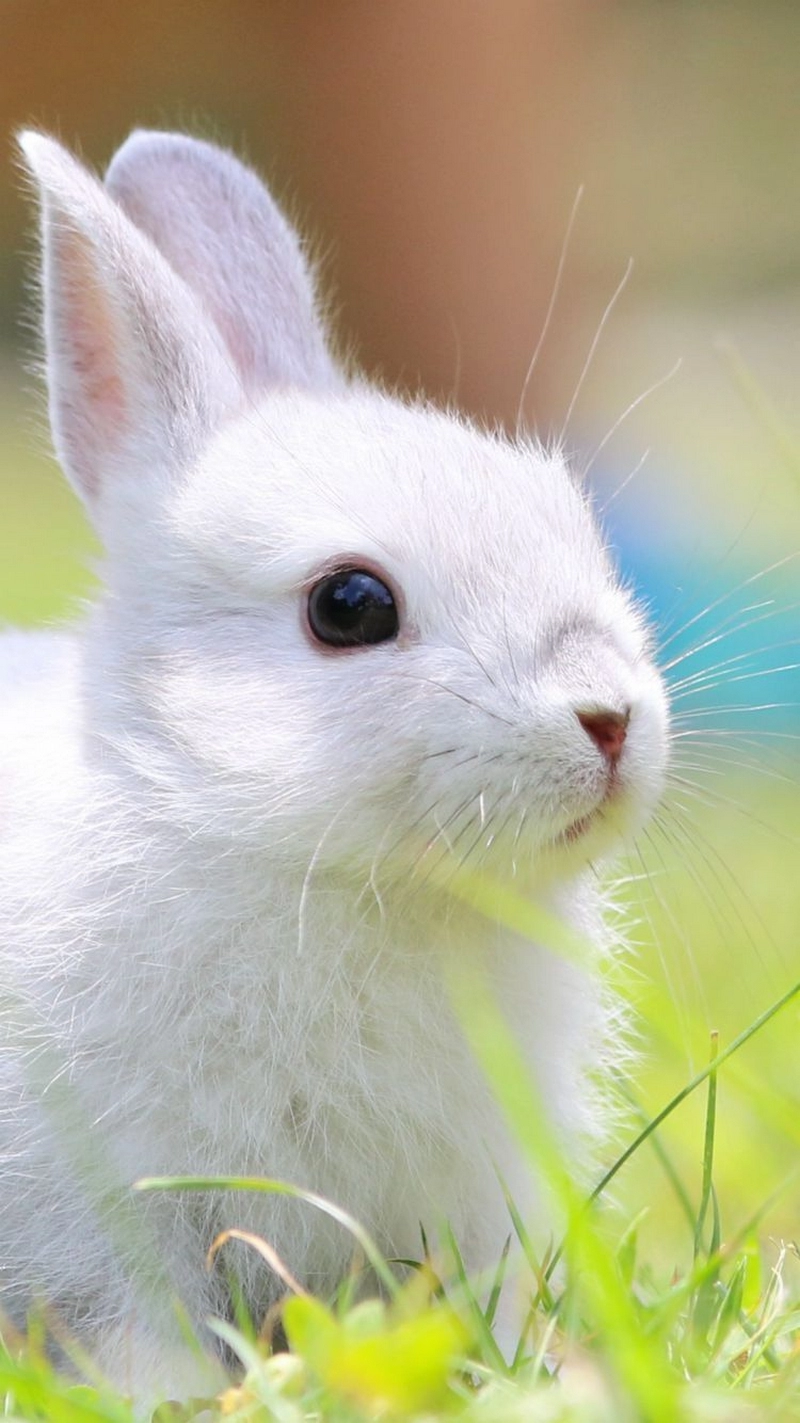 hình nền con thỏ 47