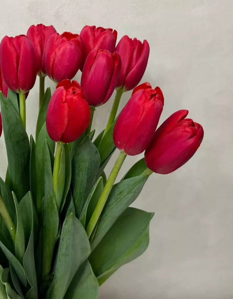 Hình nền hoa Tulip 6