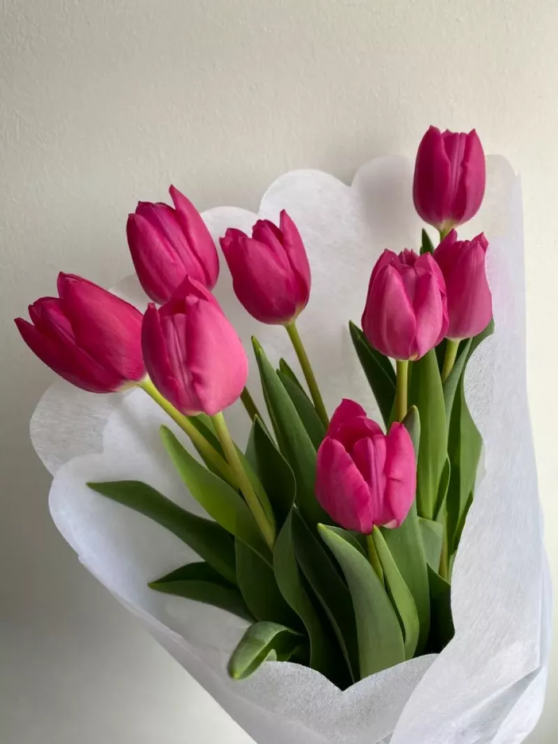 Hình nền hoa Tulip 19