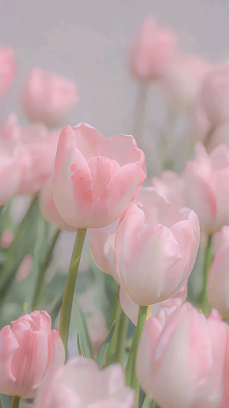 Hình nền hoa Tulip 15