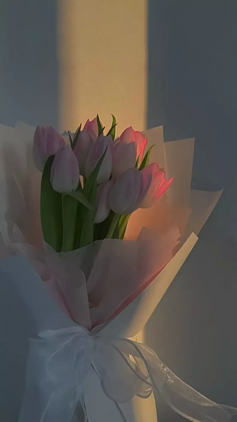 Hình nền hoa Tulip 16