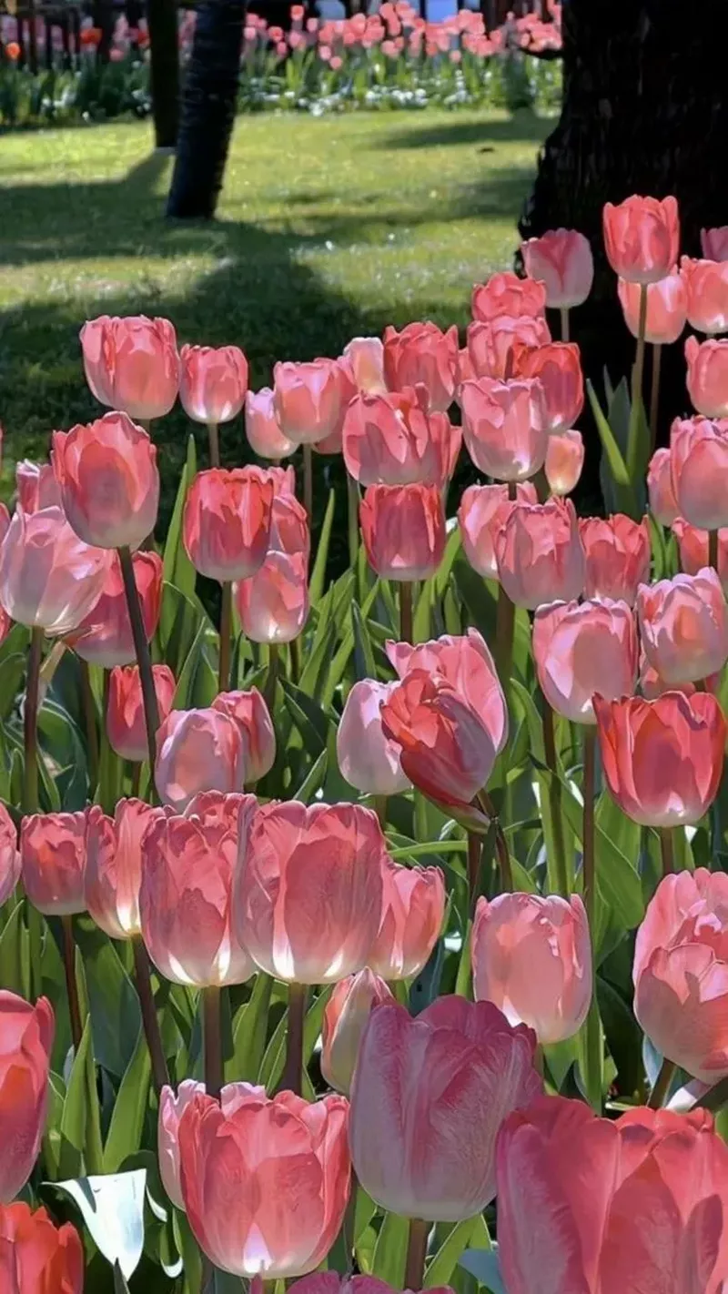 Hình nền hoa Tulip 27