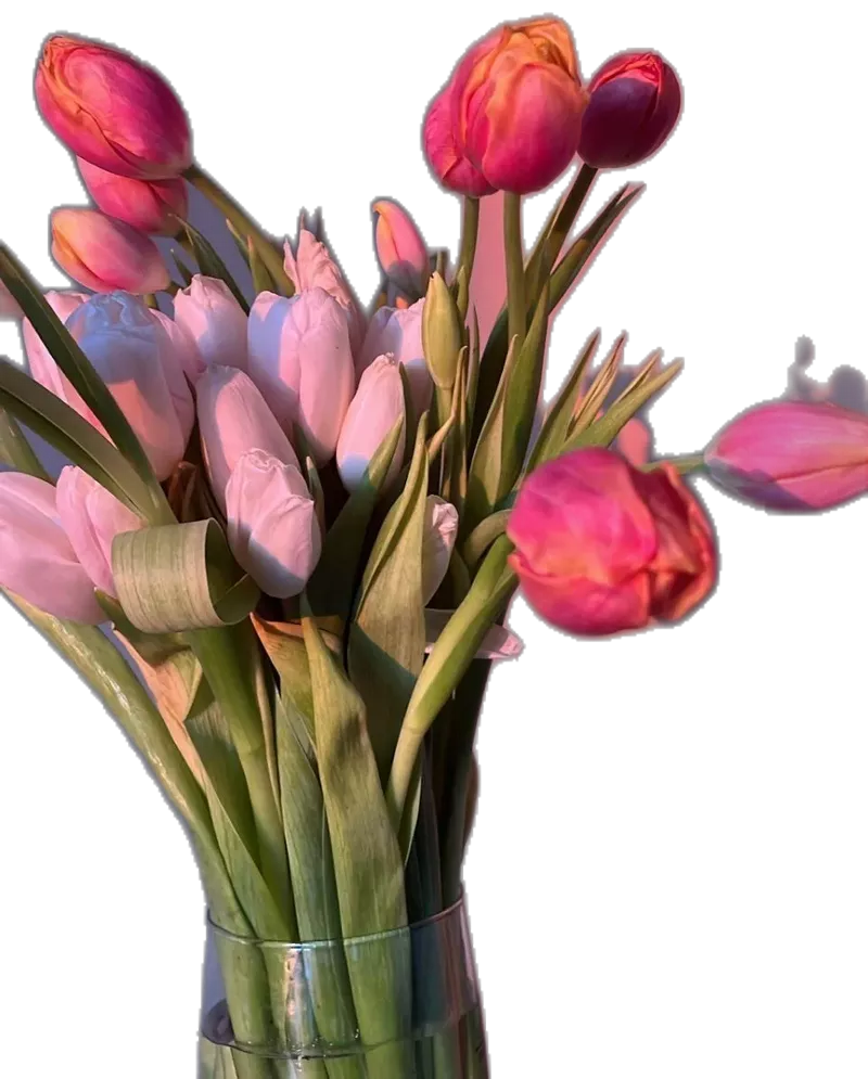 Hình nền hoa Tulip 43