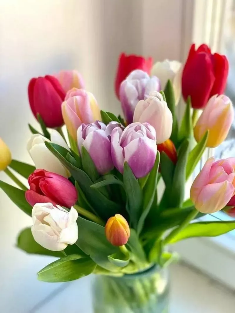 Hình nền hoa Tulip 35